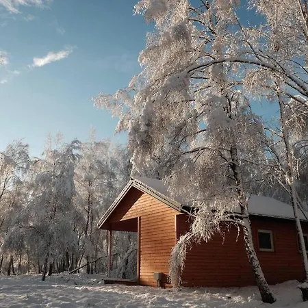 Betula * Malechowo