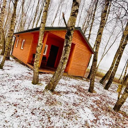 Betula *