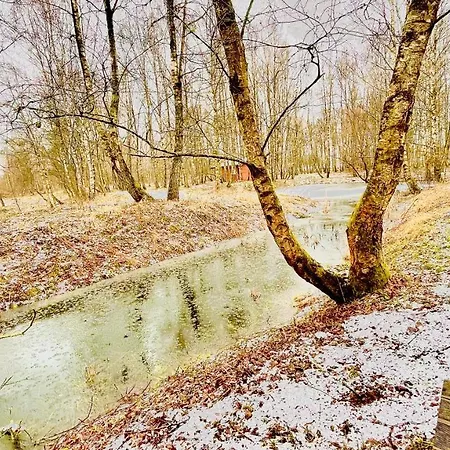Betula *