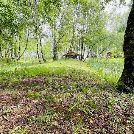 Betula Malechowo