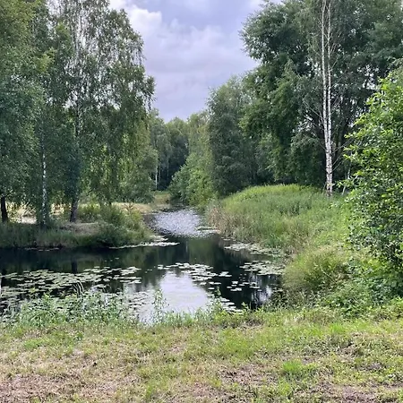 Betula * Malechowo