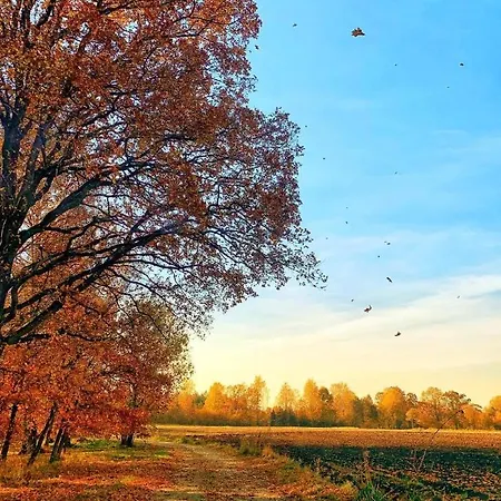 Betula *