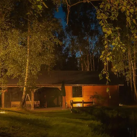 Betula *